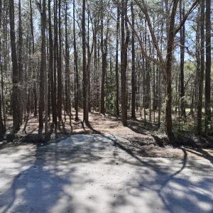 Photo #9 of Off Creek Place, Arapahoe, NC 2.2 acres