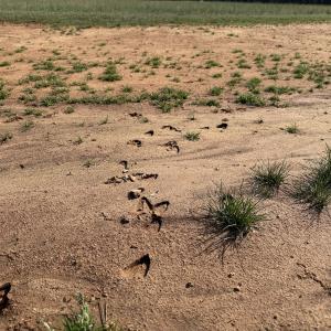 Photo #19 of Off of Centennial Road, Disputanta, VA 5.5 acres