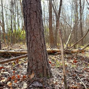 Photo #20 of Off of Centennial Road, Disputanta, VA 5.5 acres