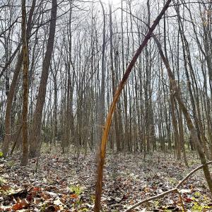 Photo #21 of Off of Centennial Road, Disputanta, VA 5.5 acres