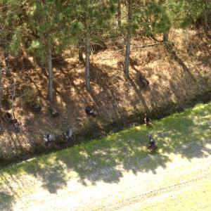 Photo #9 of Off of Medical Center Rd, Gates, NC 37.8 acres