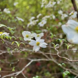 Photo #8 of Off Black Mingle Rd, Gates, NC 0.6 acres