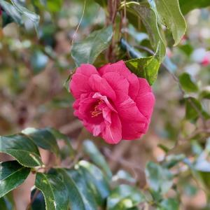 Photo #15 of Off Black Mingle Rd, Gates, NC 0.6 acres