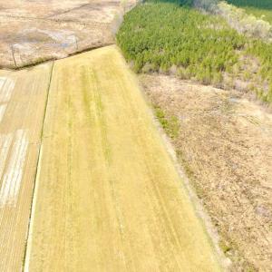 Photo #14 of Off Black Mingle Rd, Gates, NC 112.0 acres