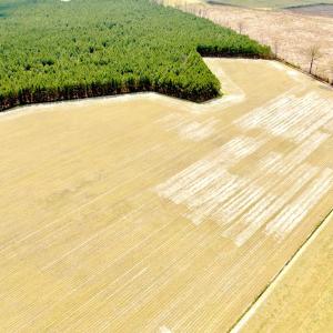 Photo #3 of Off Black Mingle Rd, Gates, NC 112.0 acres