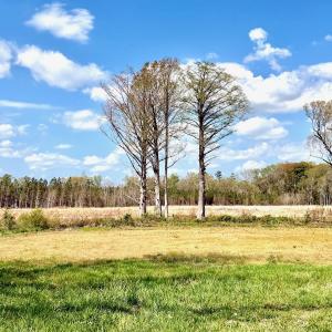 Photo #8 of Off Black Mingle Rd, Gates, NC 112.0 acres