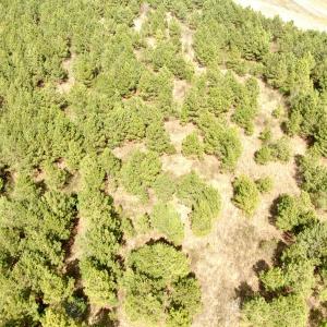 Photo #10 of Off Black Mingle Rd, Gates, NC 109.8 acres