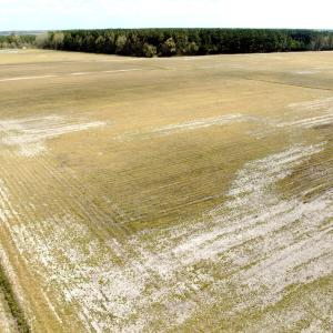 Photo #11 of Off Black Mingle Rd, Gates, NC 109.8 acres