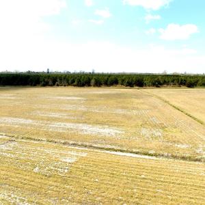 Photo #18 of Off Black Mingle Rd, Gates, NC 109.8 acres