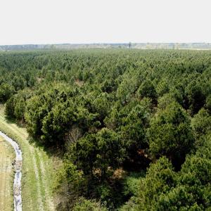 Photo #13 of Off Black Mingle Rd, Gates, NC 109.8 acres