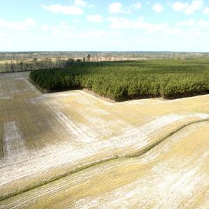 Photo #4 of Off Black Mingle Rd, Gates, NC 109.8 acres