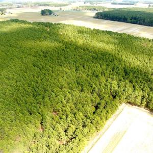 Photo #6 of Off Black Mingle Rd, Gates, NC 109.8 acres