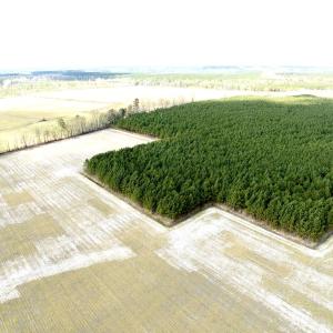 Photo #7 of Off Black Mingle Rd, Gates, NC 109.8 acres