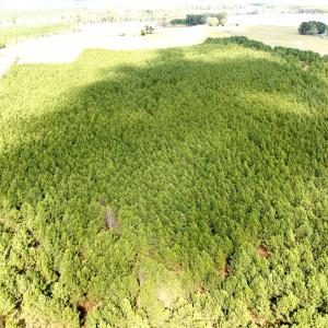Photo #8 of Off Black Mingle Rd, Gates, NC 109.8 acres