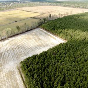 Photo #23 of Off Black Mingle Rd, Gates, NC 109.8 acres