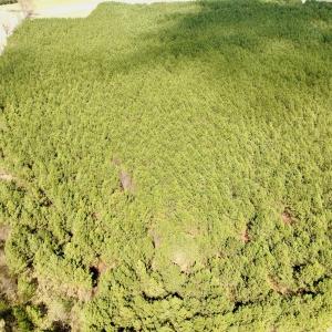 Photo #26 of Off Black Mingle Rd, Gates, NC 109.8 acres