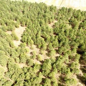 Photo #27 of Off Black Mingle Rd, Gates, NC 109.8 acres