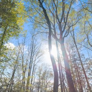 Photo #25 of Off Hilltop Lane, Smithfield, VA 19.1 acres