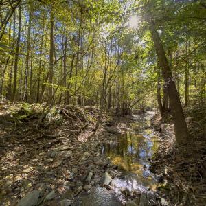 Photo #78 of 784 & 785 Glennie Irvin Road, Semora, NC 146.3 acres