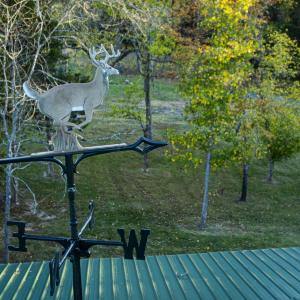 Photo #79 of 784 & 785 Glennie Irvin Road, Semora, NC 146.3 acres