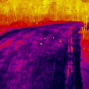 Photo #88 of 784 & 785 Glennie Irvin Road, Semora, NC 146.3 acres