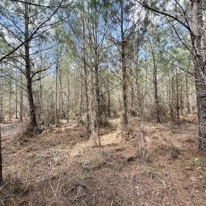 Photo #16 of Lot 1 Guinea Mill Rd, Ernul, NC 25.0 acres