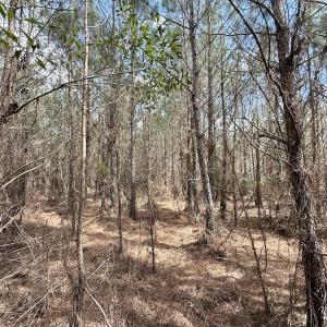 Photo #17 of Lot 1 Guinea Mill Rd, Ernul, NC 25.0 acres