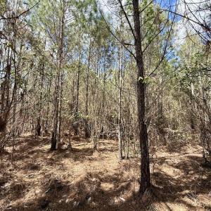 Photo #18 of Lot 1 Guinea Mill Rd, Ernul, NC 25.0 acres