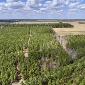 Photo #1 of Lot 1 Guinea Mill Rd, Ernul, NC 25.0 acres