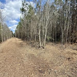 Photo #20 of Lot 1 Guinea Mill Rd, Ernul, NC 25.0 acres