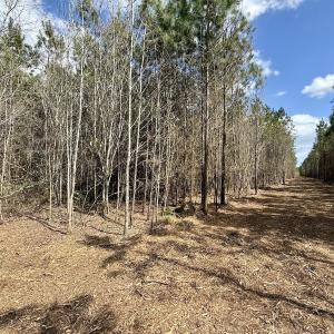 Photo #21 of Lot 1 Guinea Mill Rd, Ernul, NC 25.0 acres
