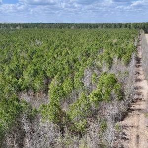 Photo #3 of Lot 1 Guinea Mill Rd, Ernul, NC 25.0 acres