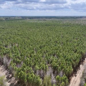 Photo #5 of Lot 1 Guinea Mill Rd, Ernul, NC 25.0 acres