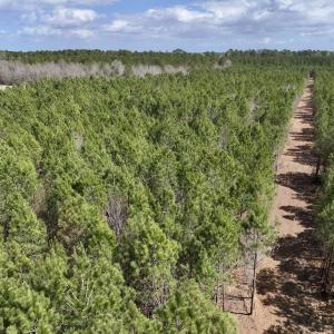 Photo #8 of Lot 1 Guinea Mill Rd, Ernul, NC 25.0 acres