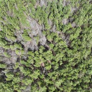 Photo #10 of Lot 2 Guinea Mill Rd, Ernul, NC 30.0 acres