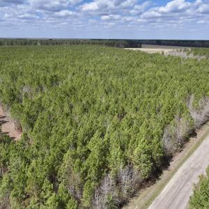 Photo #11 of Lot 2 Guinea Mill Rd, Ernul, NC 30.0 acres