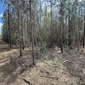 Photo #13 of Lot 2 Guinea Mill Rd, Ernul, NC 30.0 acres