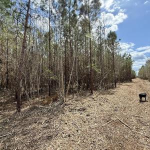 Photo #14 of Lot 2 Guinea Mill Rd, Ernul, NC 30.0 acres