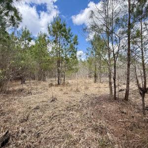 Photo #17 of Lot 2 Guinea Mill Rd, Ernul, NC 30.0 acres