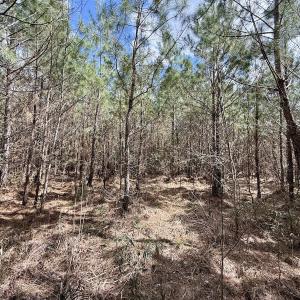 Photo #19 of Lot 2 Guinea Mill Rd, Ernul, NC 30.0 acres