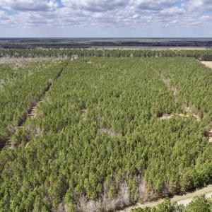 Photo #1 of Lot 2 Guinea Mill Rd, Ernul, NC 30.0 acres