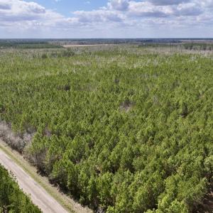 Photo #2 of Lot 2 Guinea Mill Rd, Ernul, NC 30.0 acres