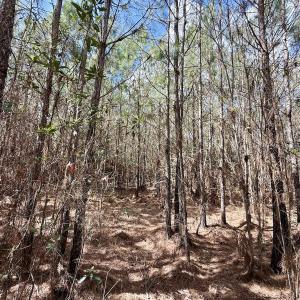 Photo #20 of Lot 2 Guinea Mill Rd, Ernul, NC 30.0 acres