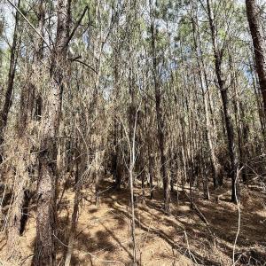Photo #22 of Lot 2 Guinea Mill Rd, Ernul, NC 30.0 acres