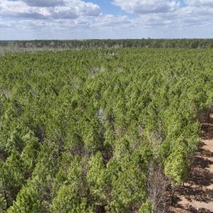 Photo #3 of Lot 2 Guinea Mill Rd, Ernul, NC 30.0 acres