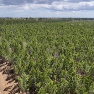 Photo #4 of Lot 2 Guinea Mill Rd, Ernul, NC 30.0 acres