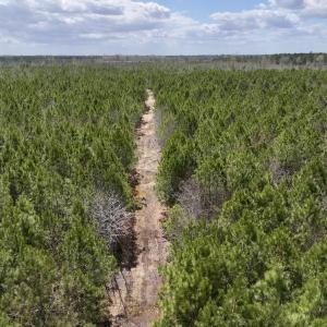 Photo #5 of Lot 2 Guinea Mill Rd, Ernul, NC 30.0 acres