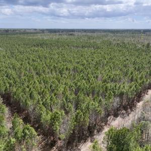 Photo #6 of Lot 2 Guinea Mill Rd, Ernul, NC 30.0 acres