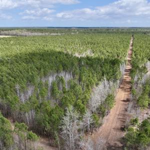 Photo #8 of Lot 2 Guinea Mill Rd, Ernul, NC 30.0 acres