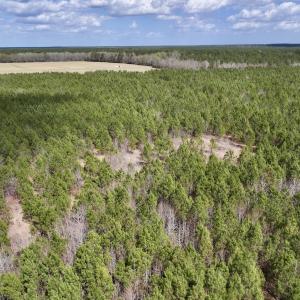 Photo #9 of Lot 2 Guinea Mill Rd, Ernul, NC 30.0 acres